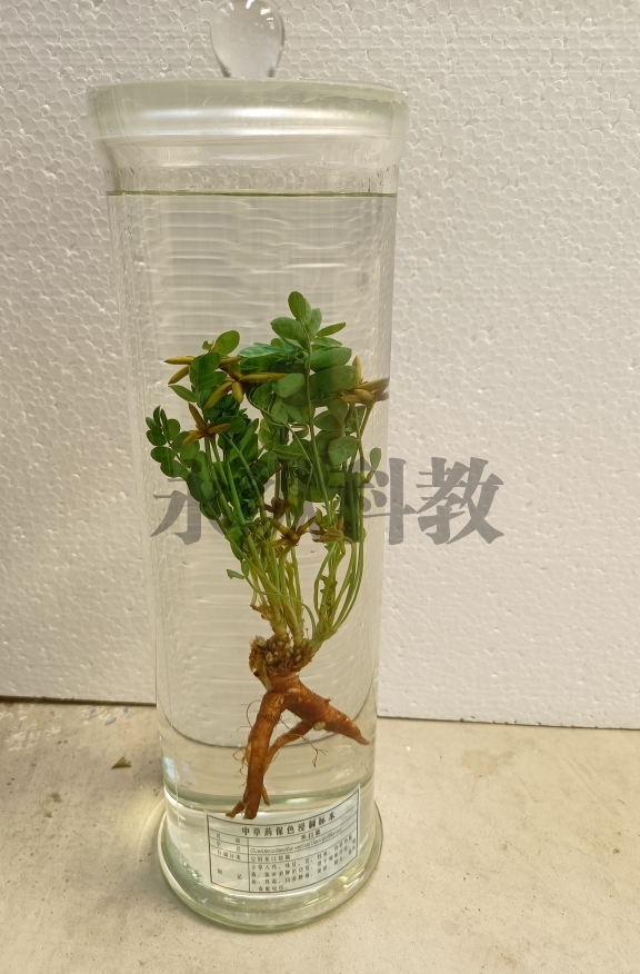 植物浸制标本