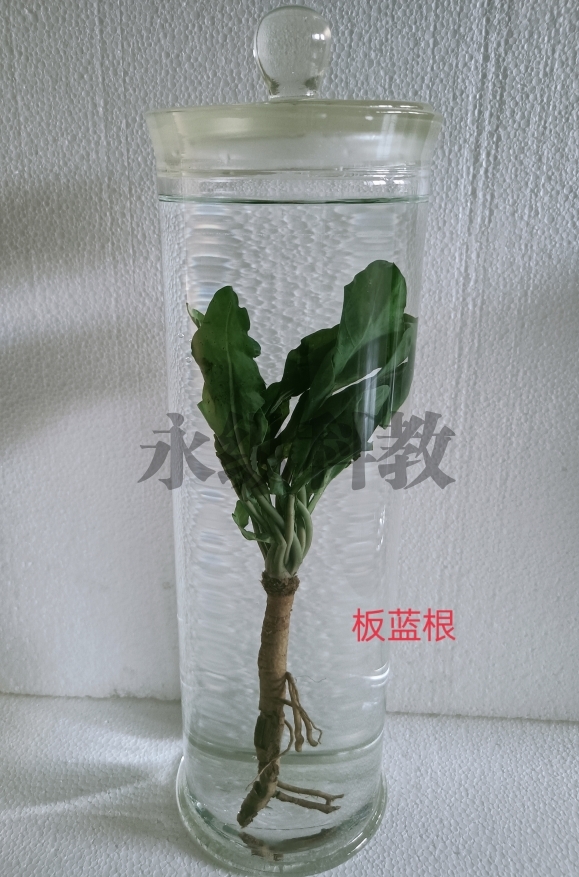 植物浸制标本