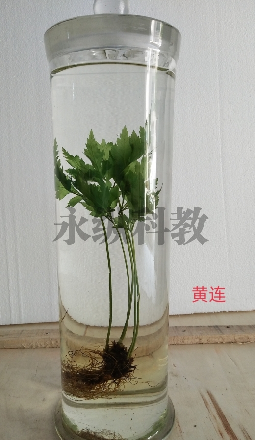 植物浸制标本