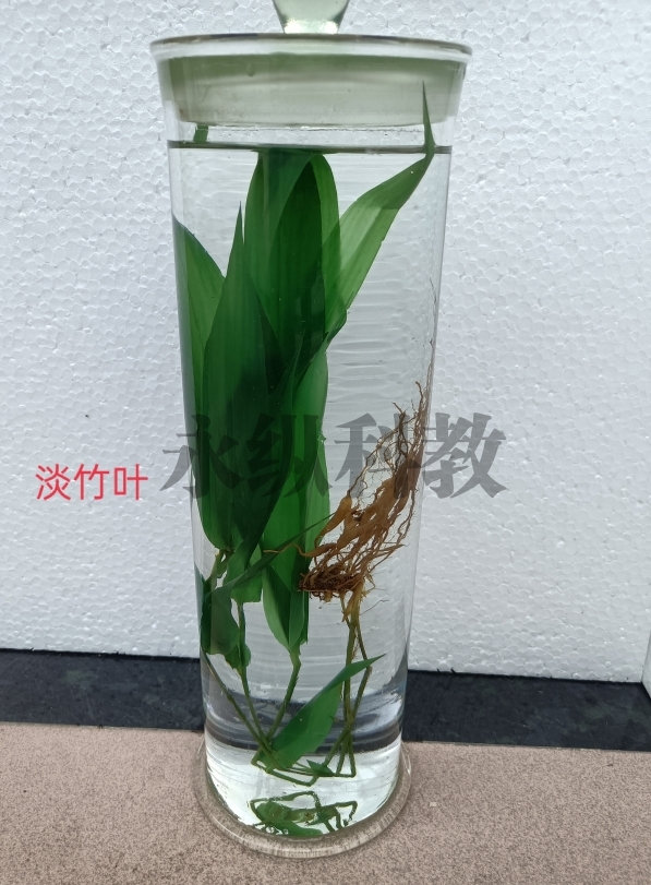 植物浸制标本