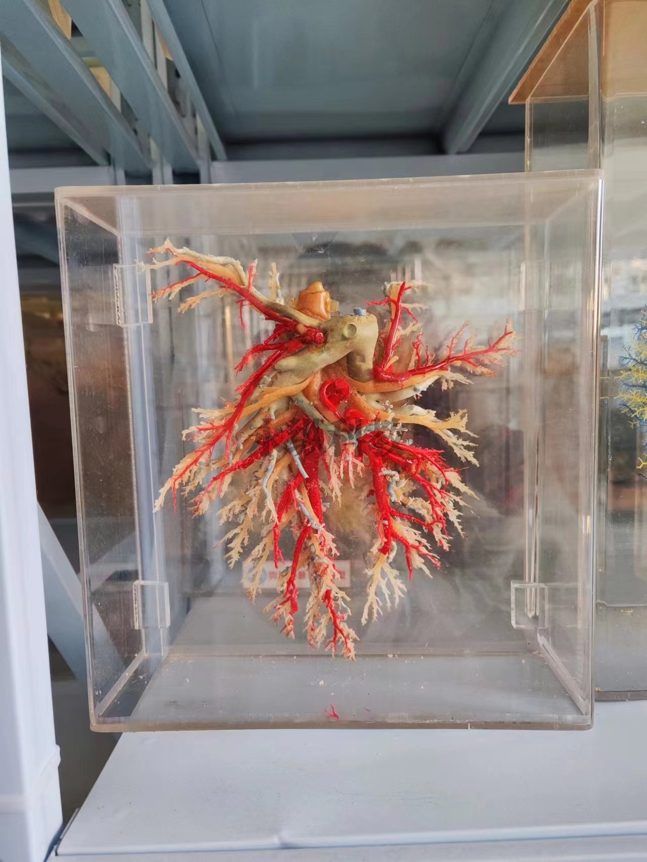 动物铸型标本