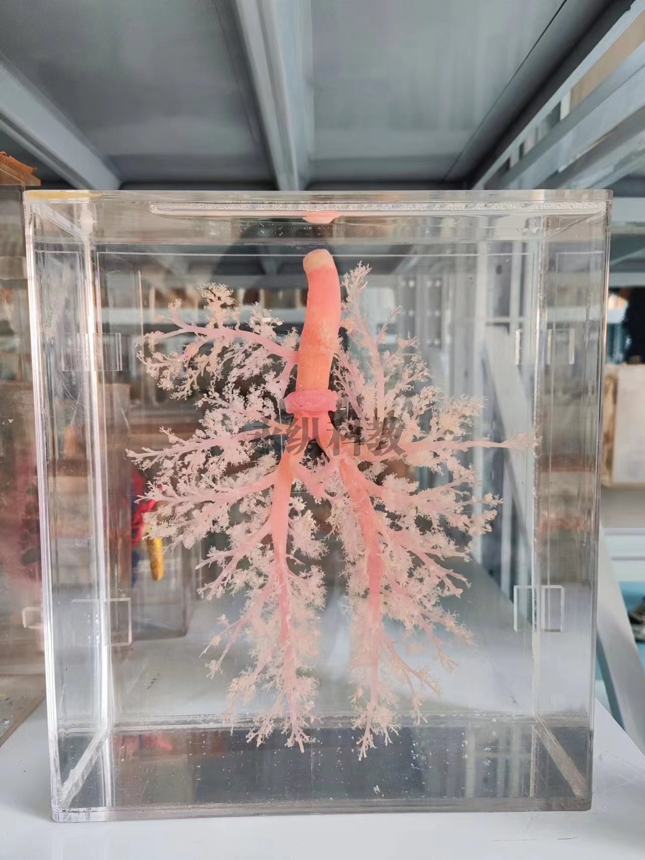 动物铸型标本