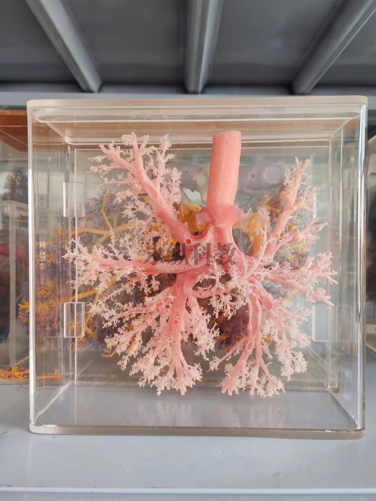 动物铸型标本