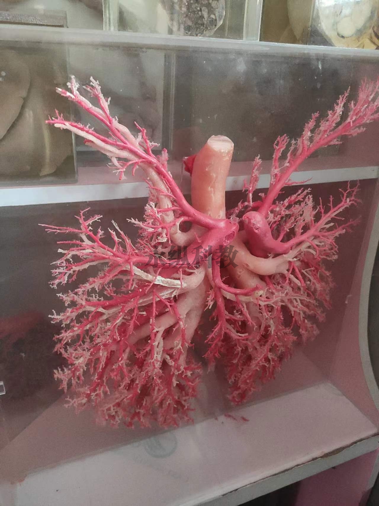 动物铸型标本