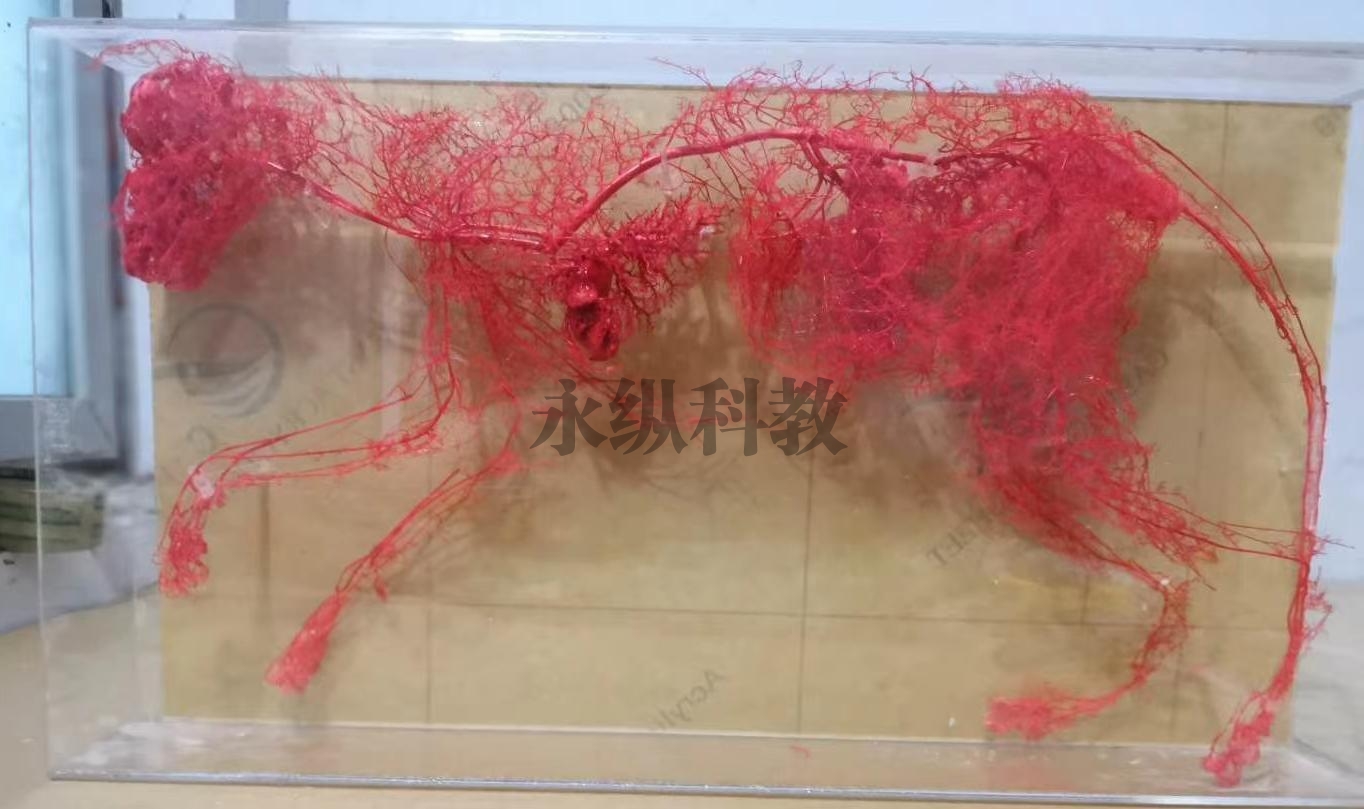动物铸型标本
