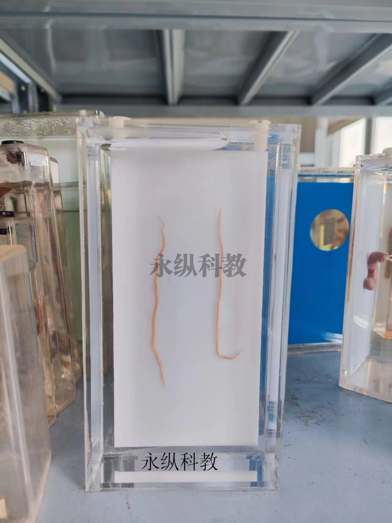 寄生虫浸制标本