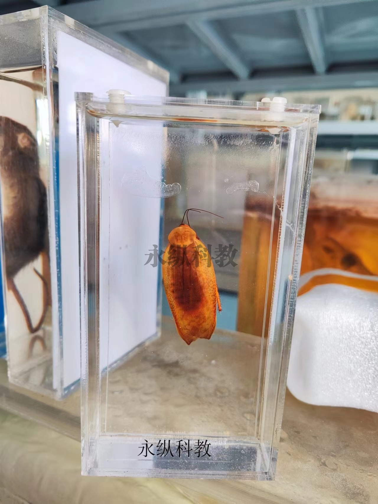 寄生虫浸制标本