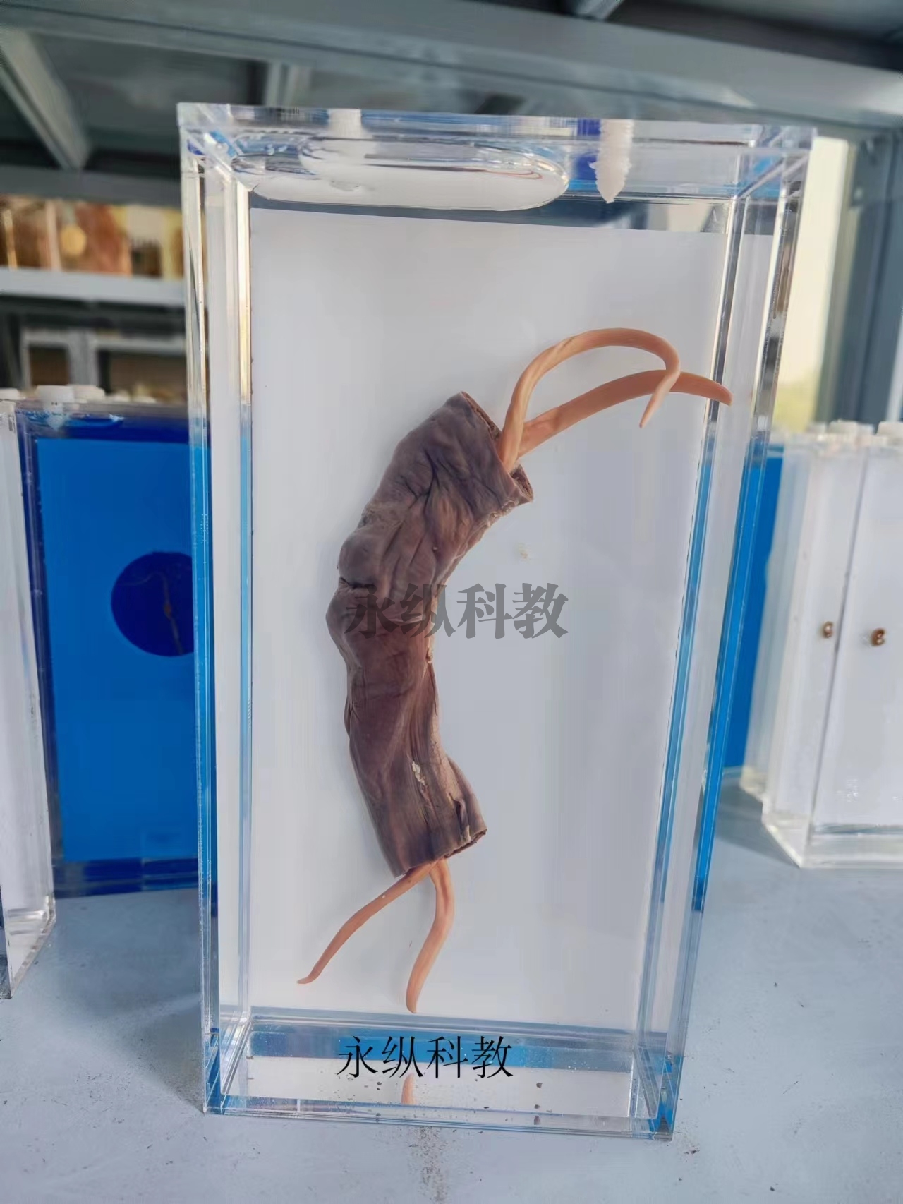 寄生虫浸制标本