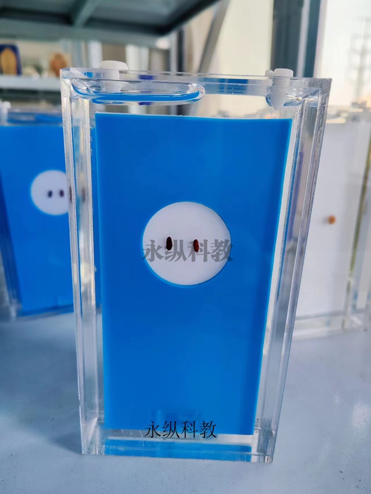 寄生虫浸制标本