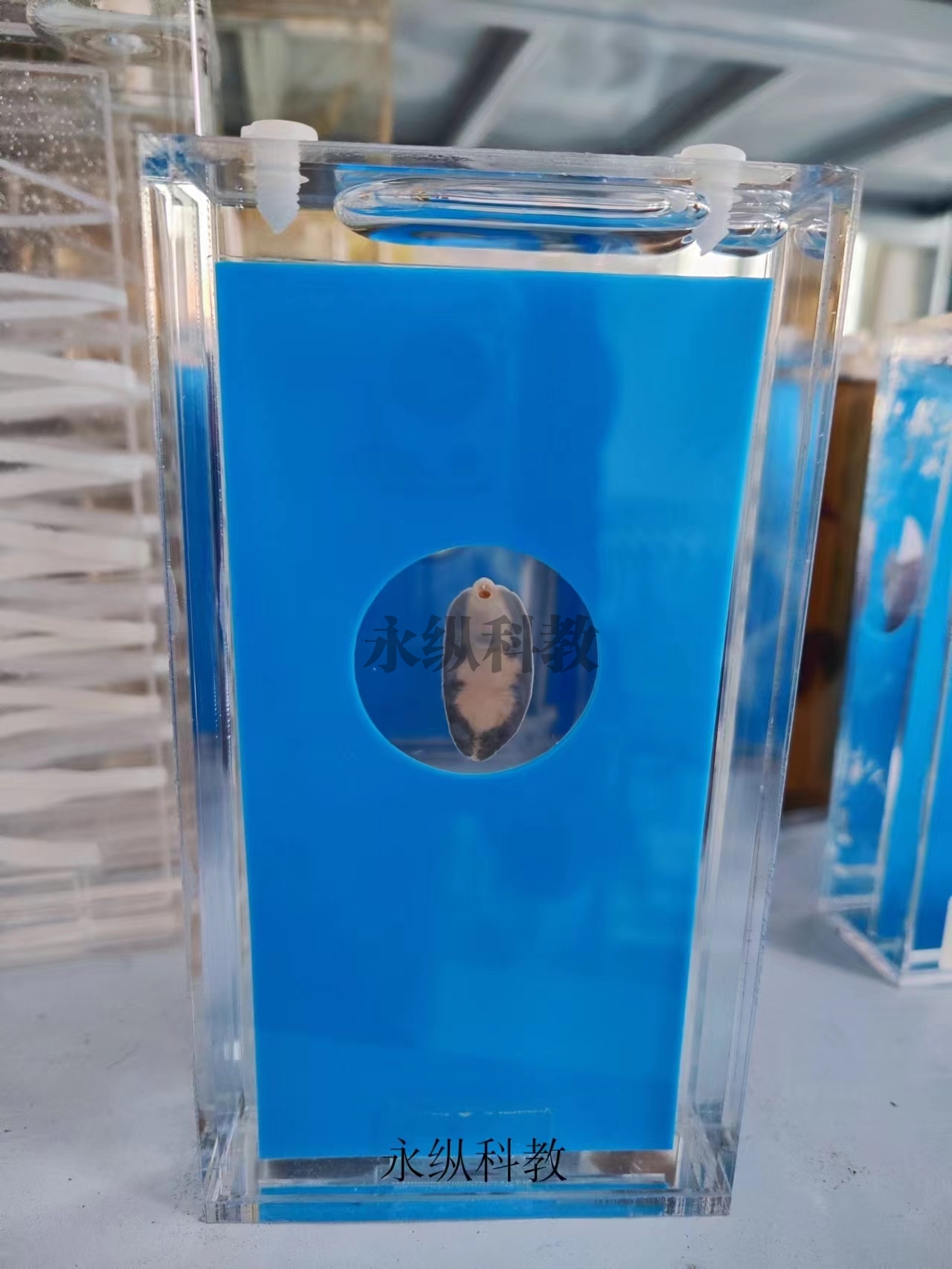 寄生虫浸制标本