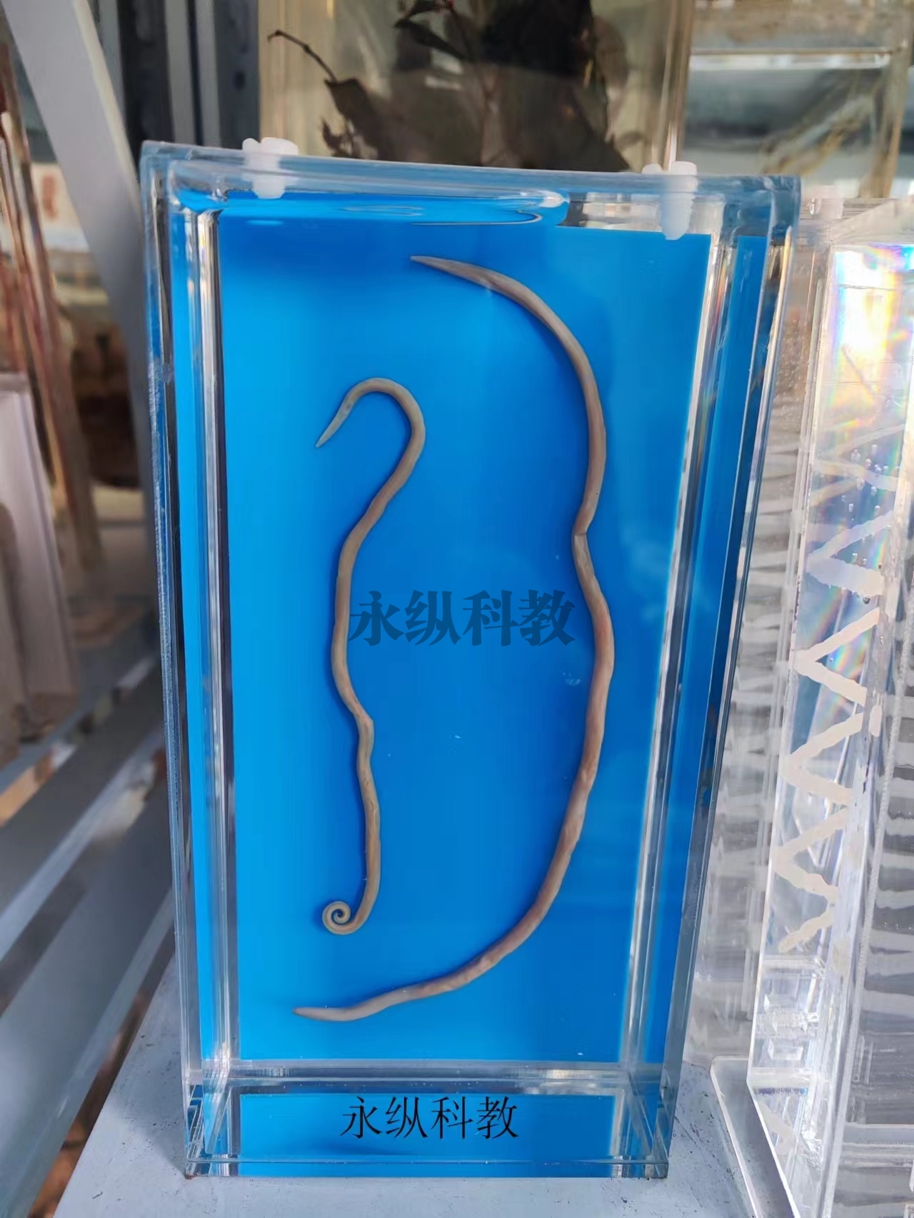 寄生虫浸制标本
