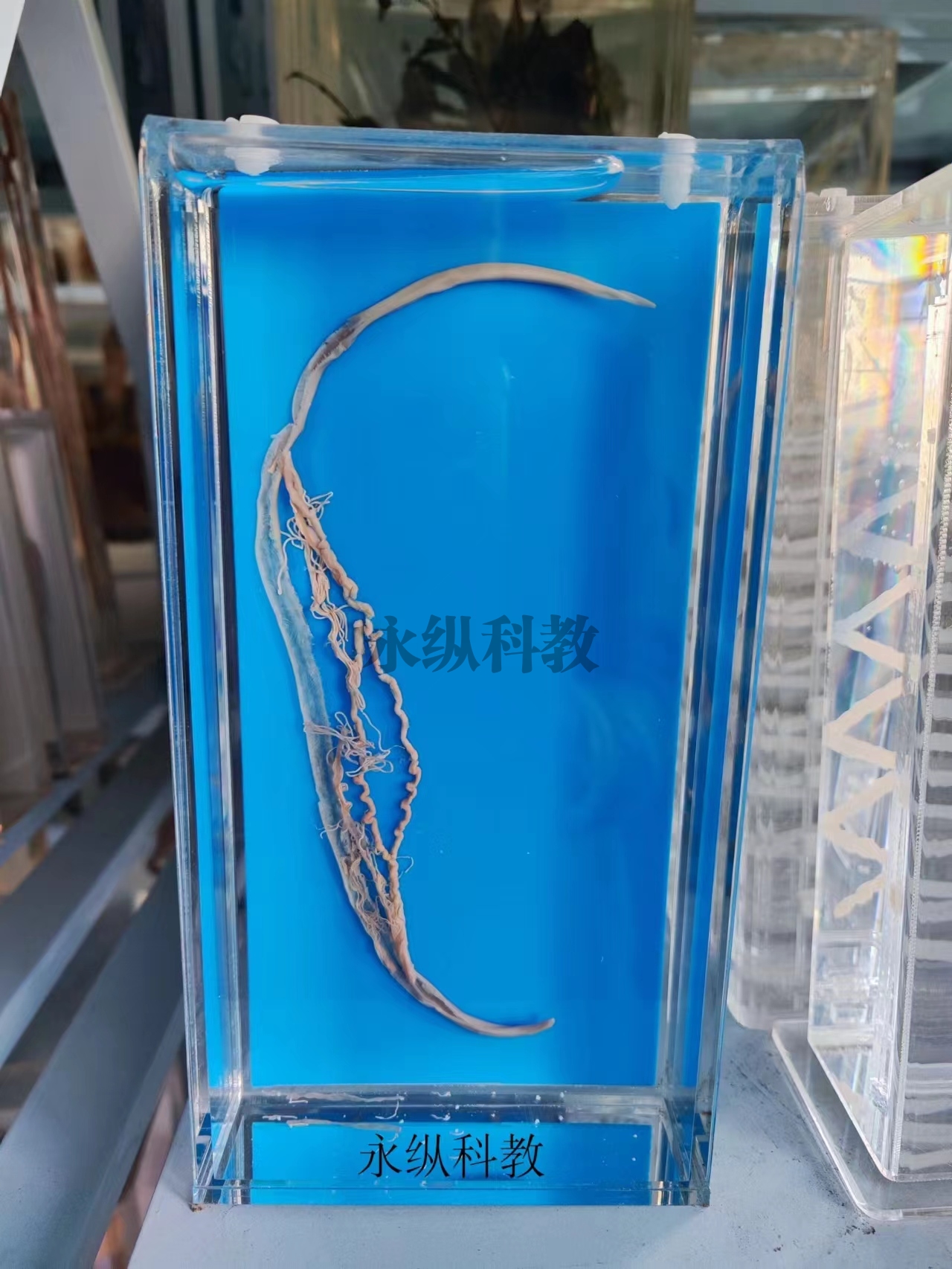 寄生虫浸制标本