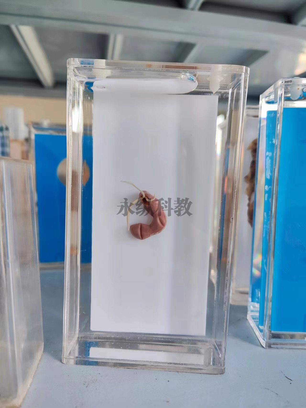 寄生虫浸制标本