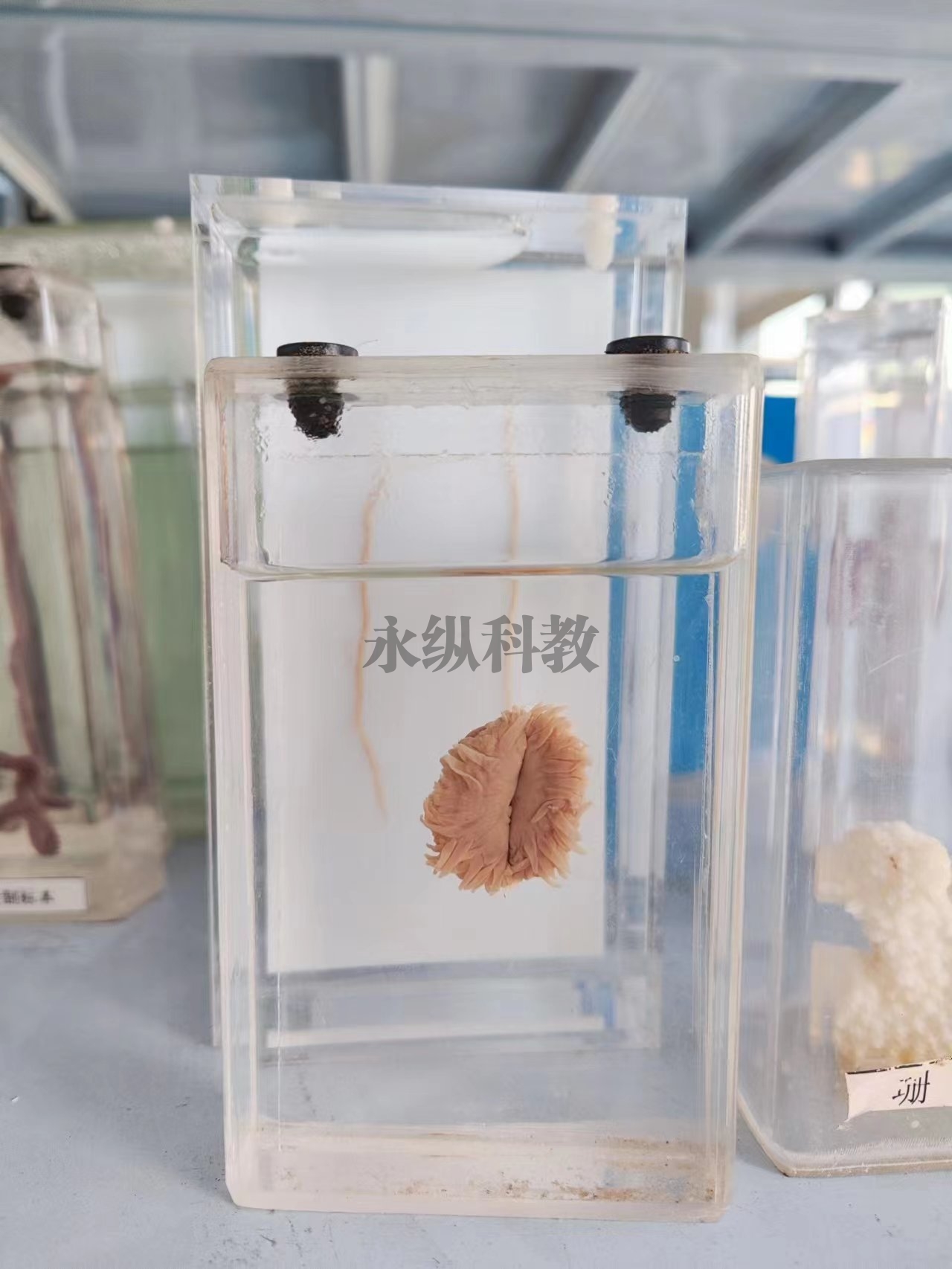 寄生虫浸制标本