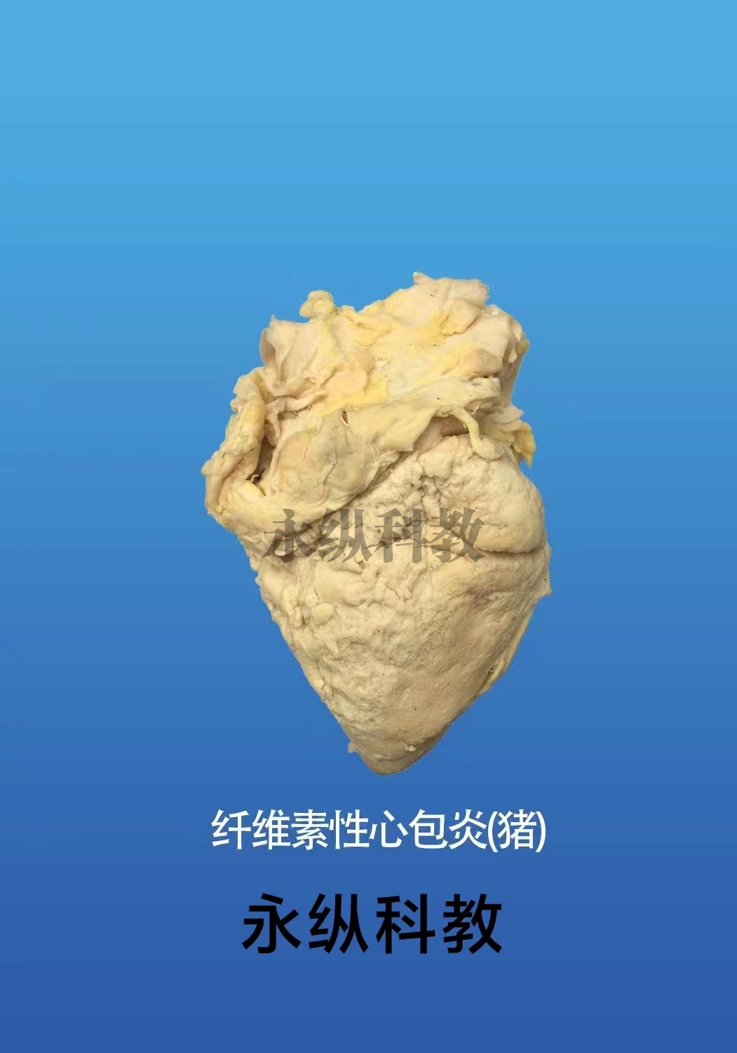 动物病理标本