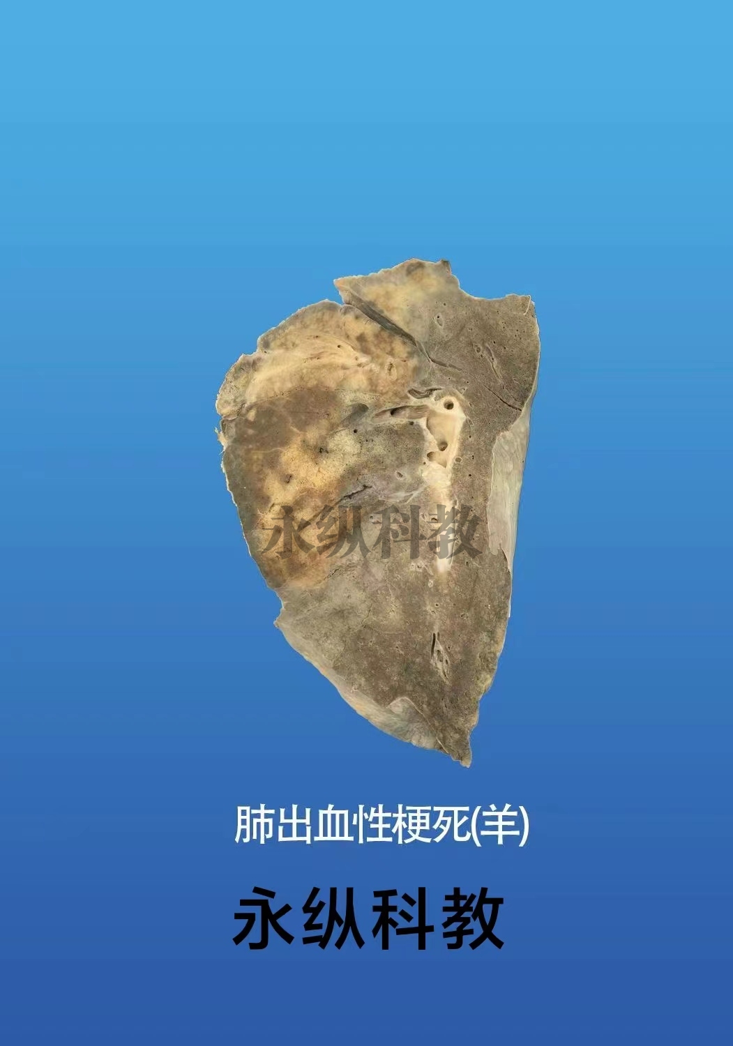 动物病理标本