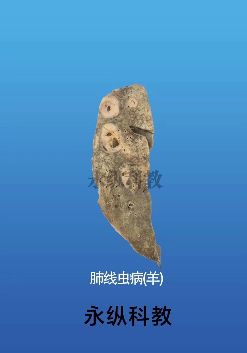 动物病理标本