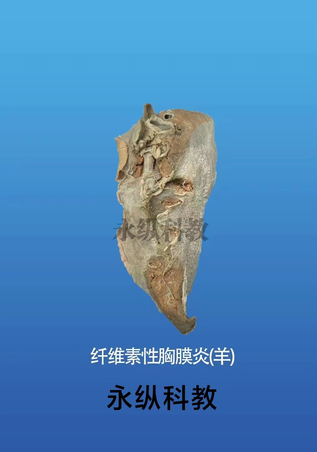 动物病理标本