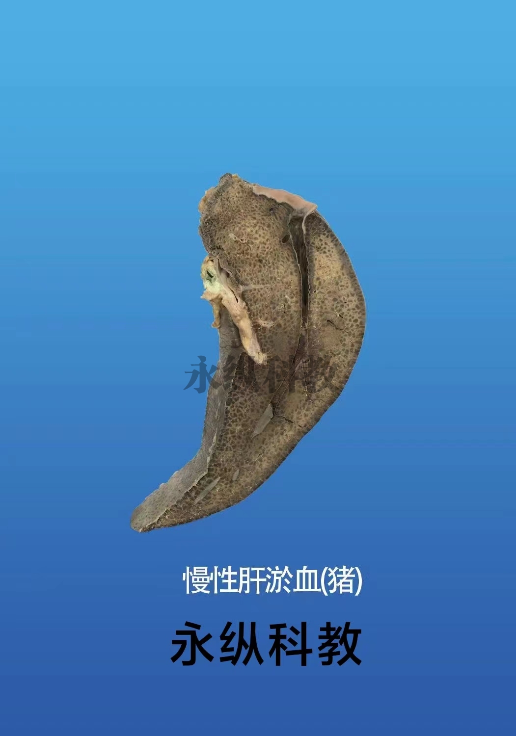 动物病理标本