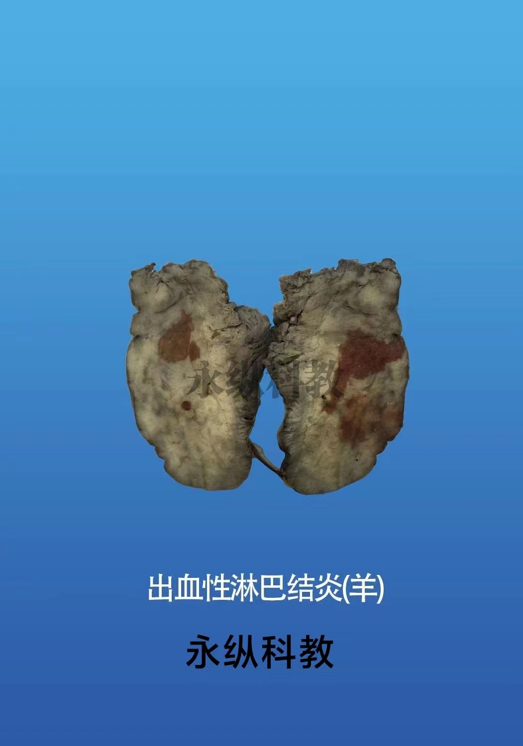 动物病理标本