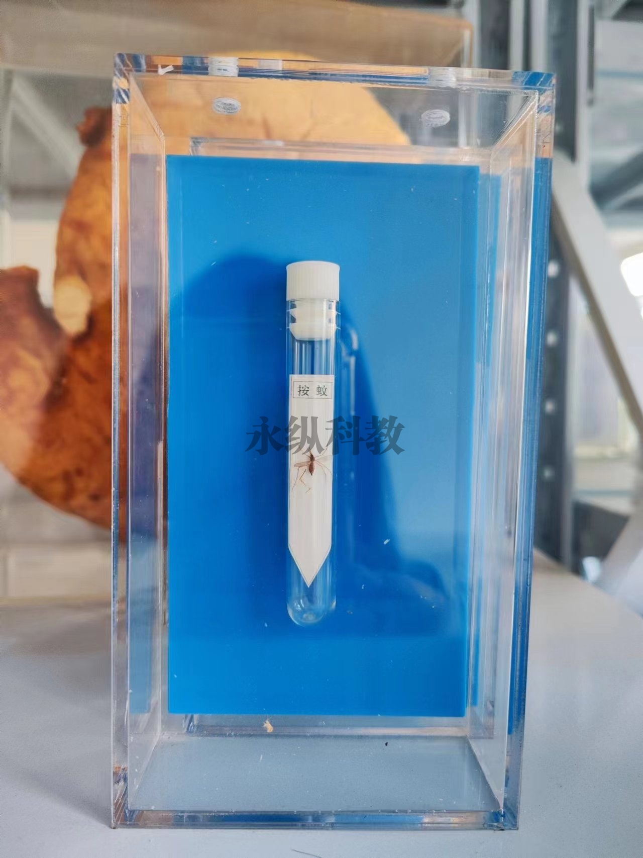 寄生虫浸制标本