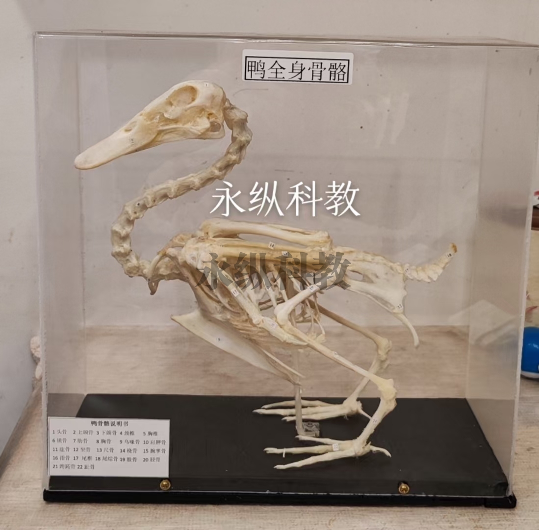 动物骨骼标本