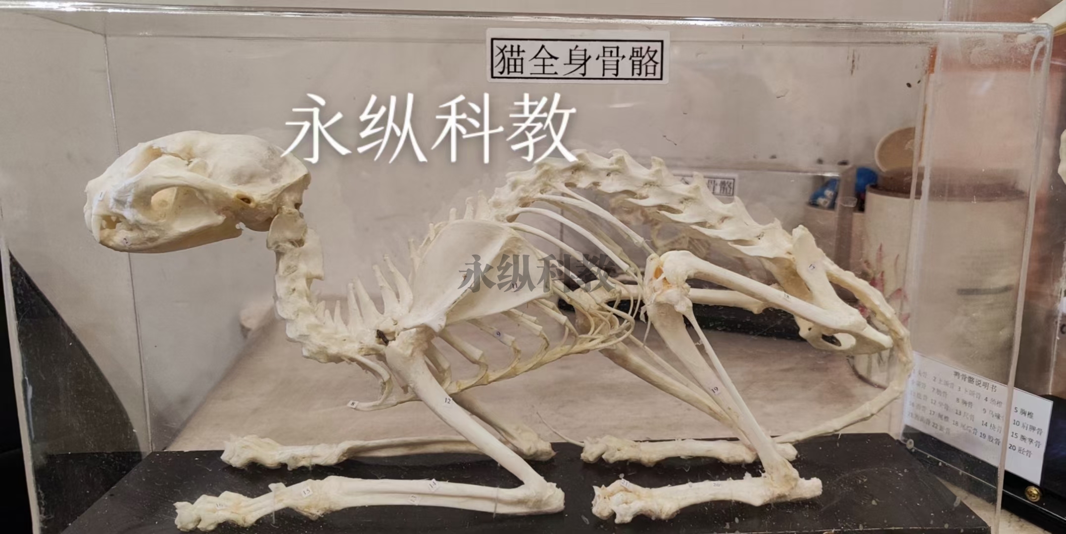 动物骨骼标本