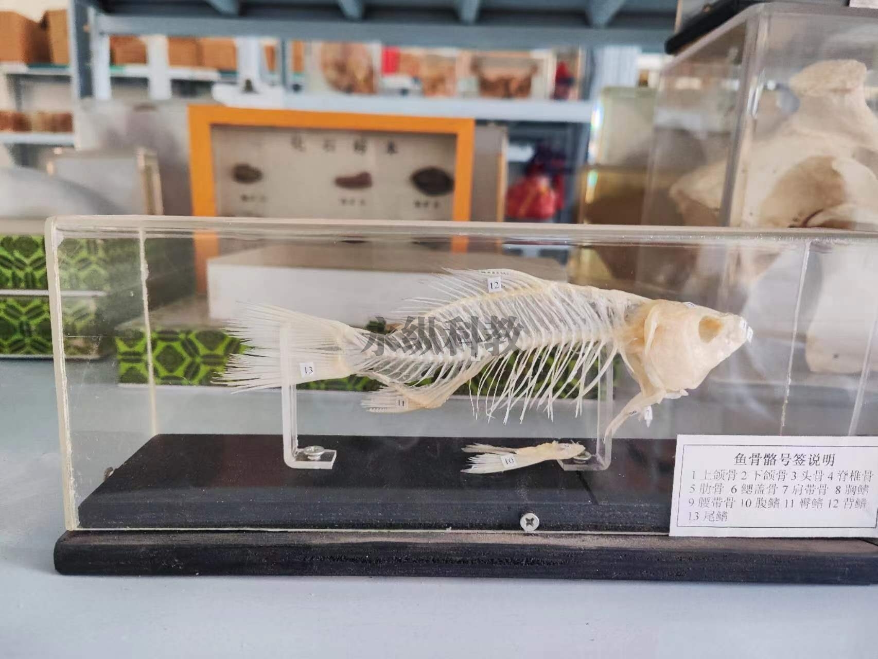 动物骨骼标本
