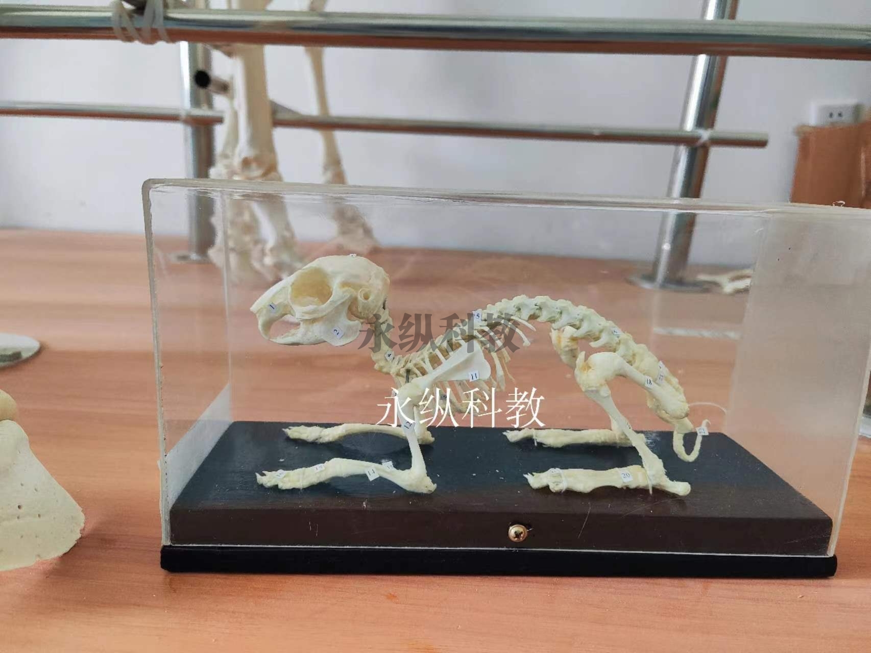 动物骨骼标本