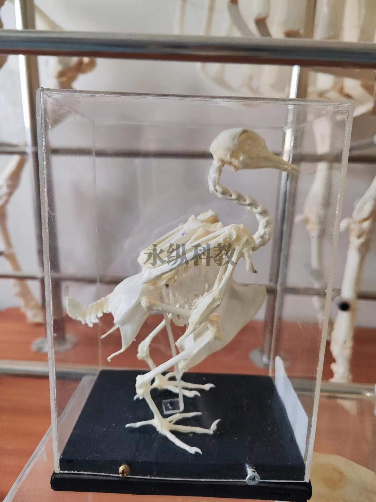 动物骨骼标本