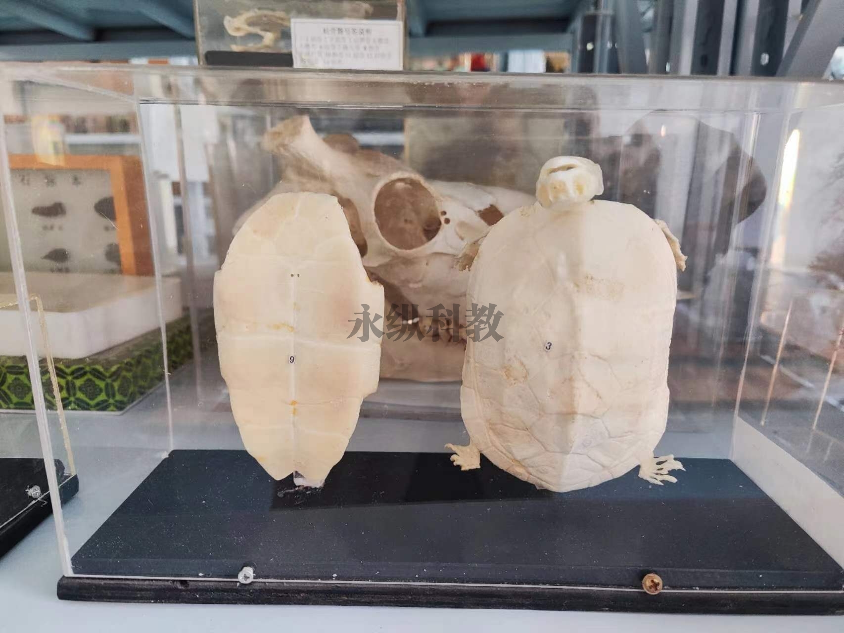 动物骨骼标本