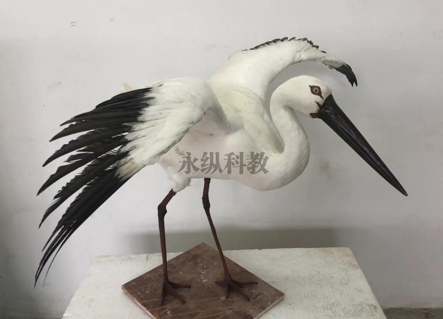 动物仿真标本