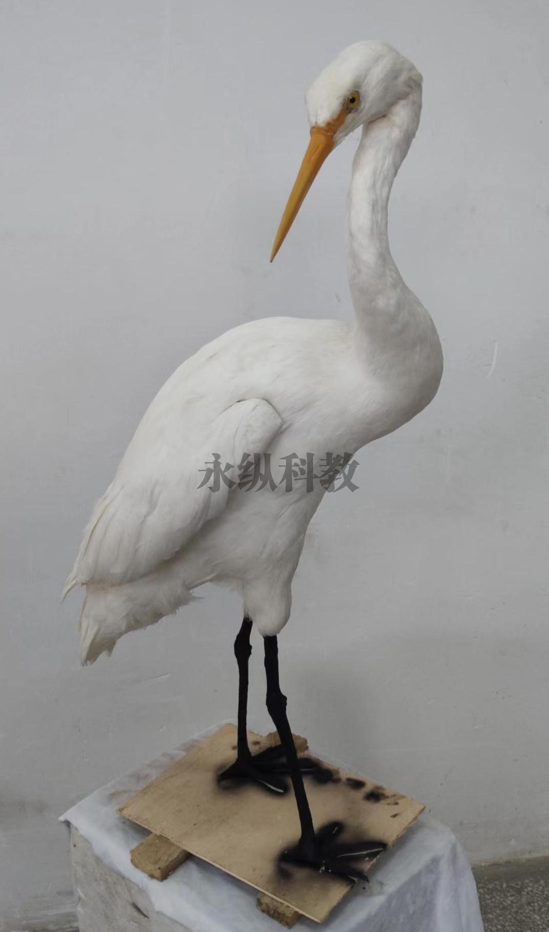 动物仿真标本