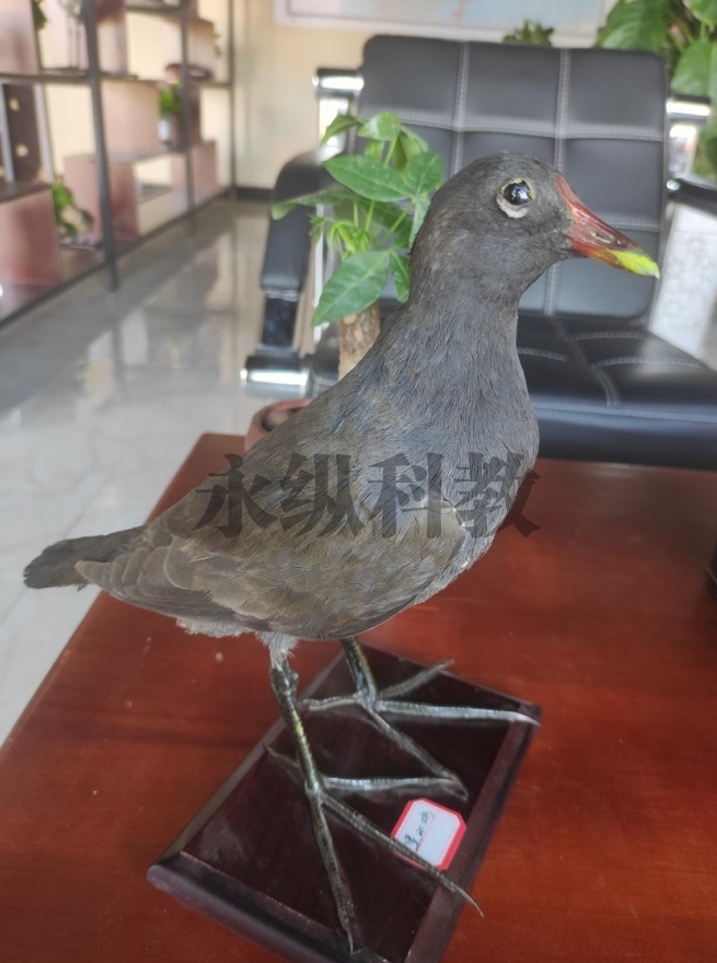 动物仿真标本