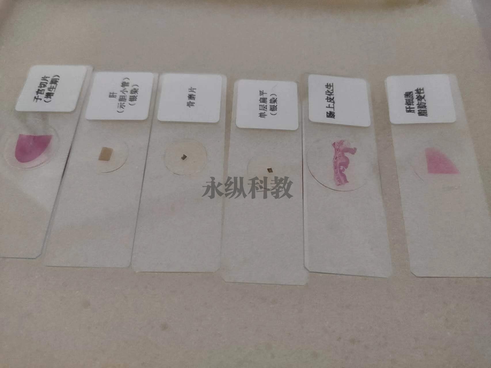 寄生虫切片