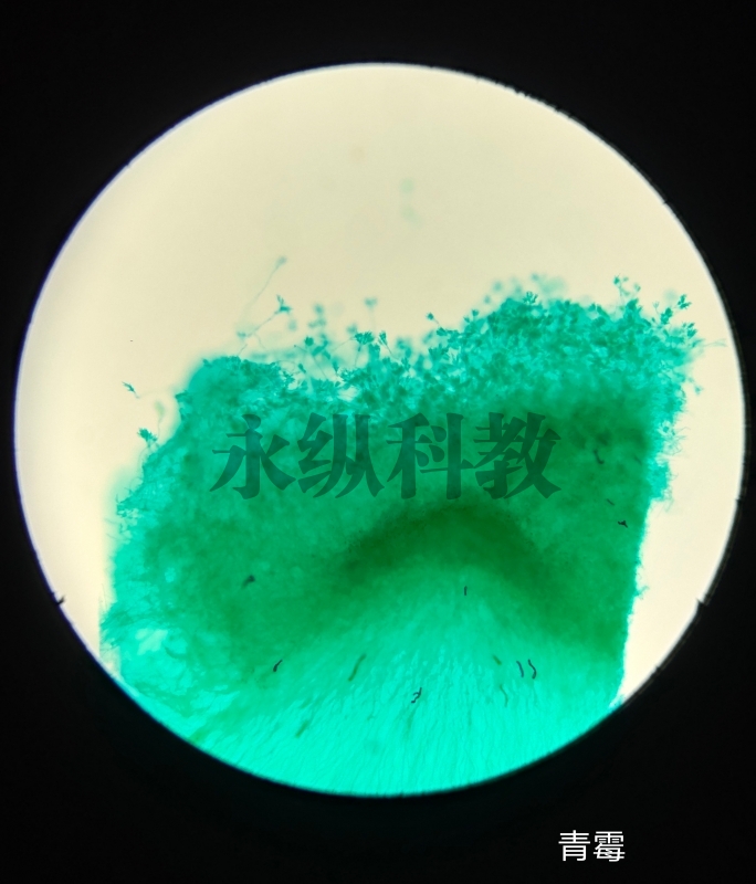 微生物切片