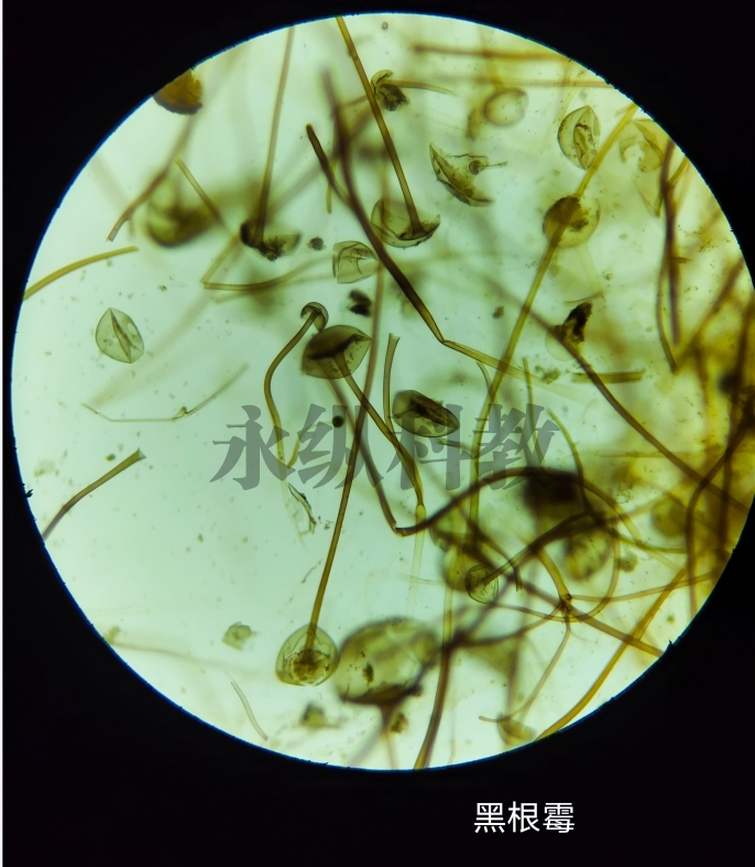 微生物切片