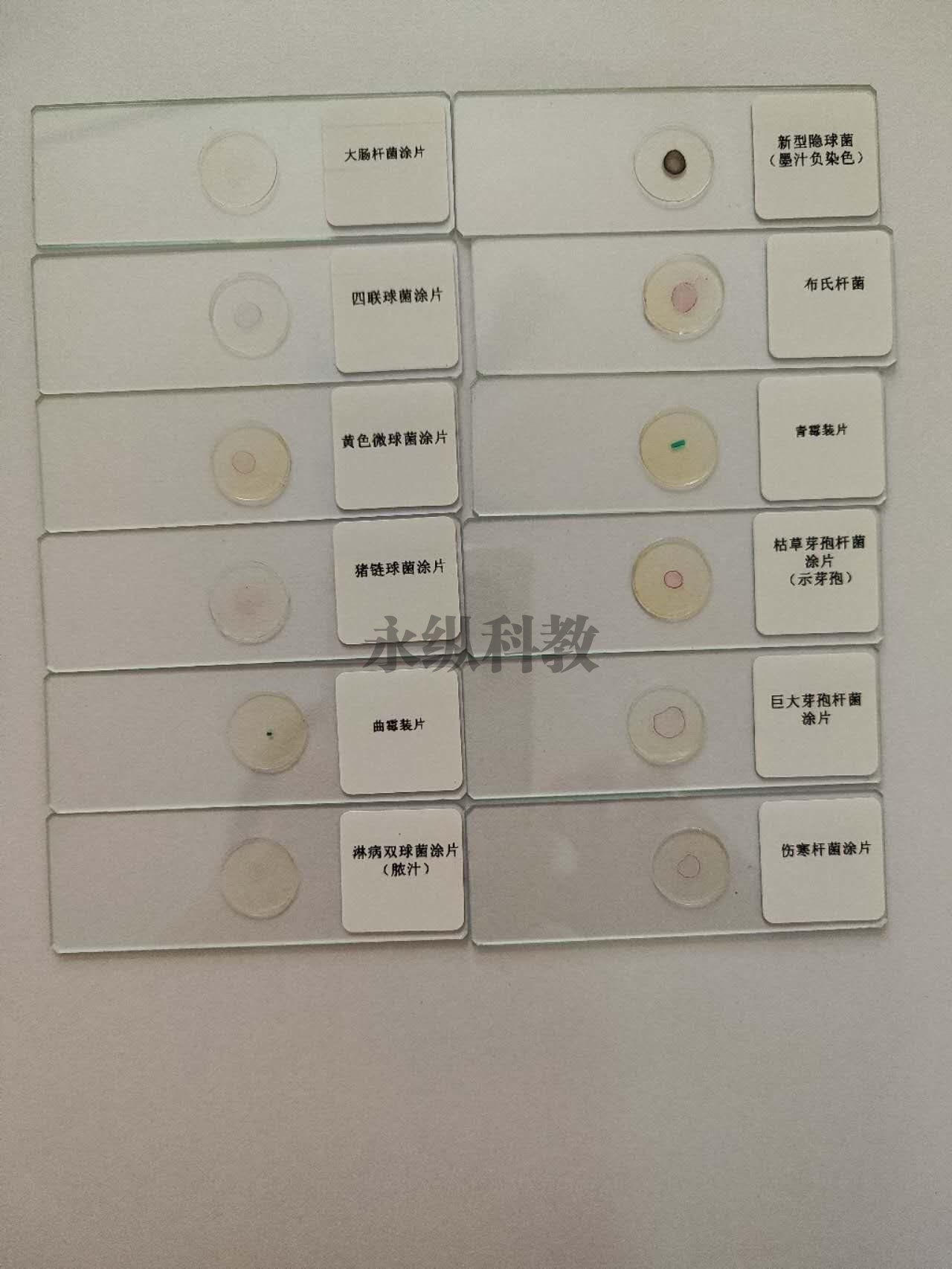 微生物切片