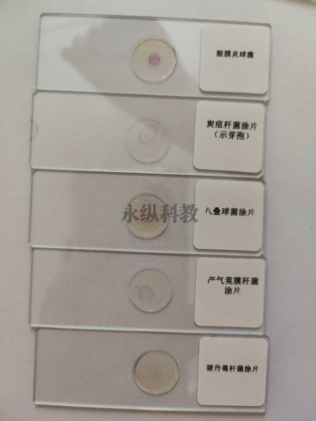 微生物切片