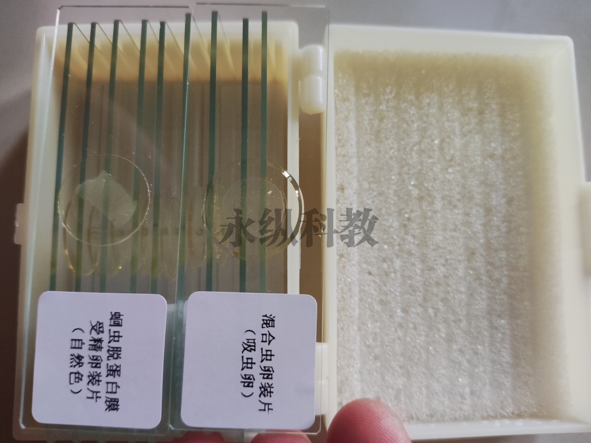 寄生虫切片