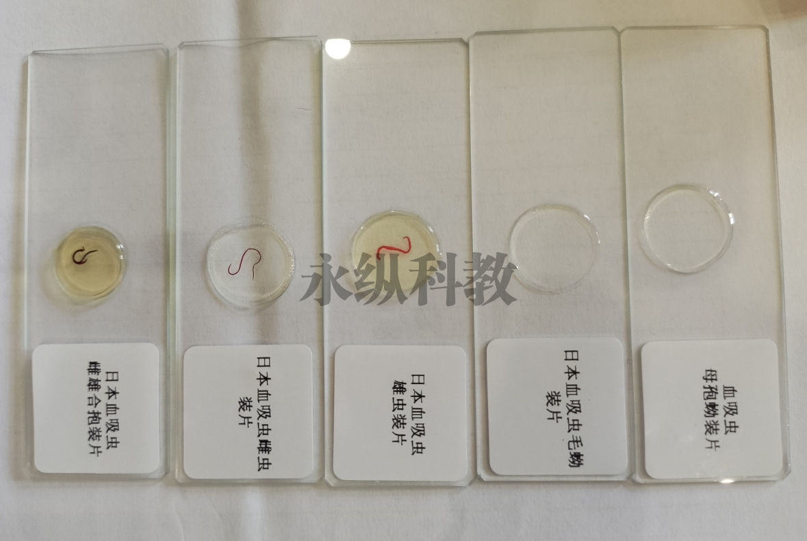 寄生虫切片