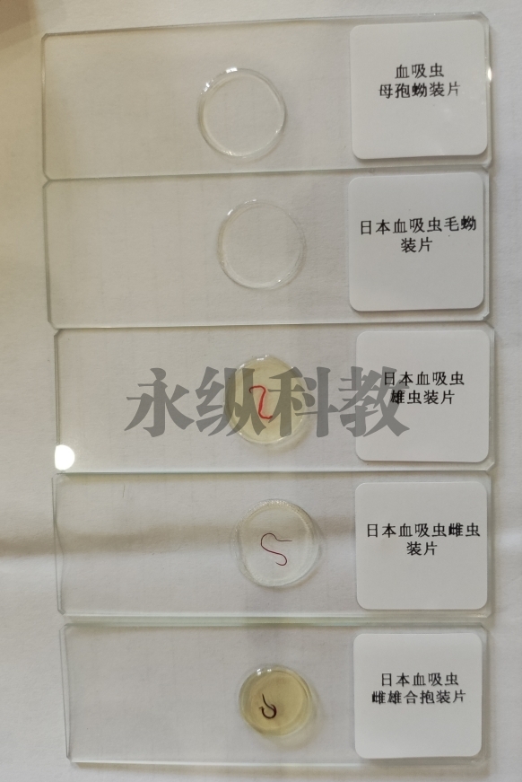寄生虫切片