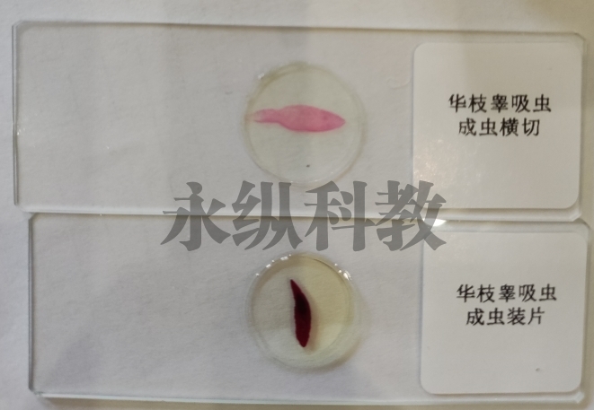 寄生虫切片
