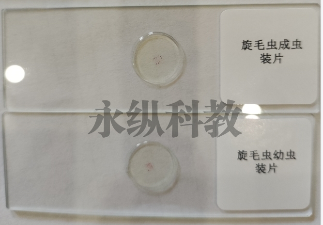 寄生虫切片