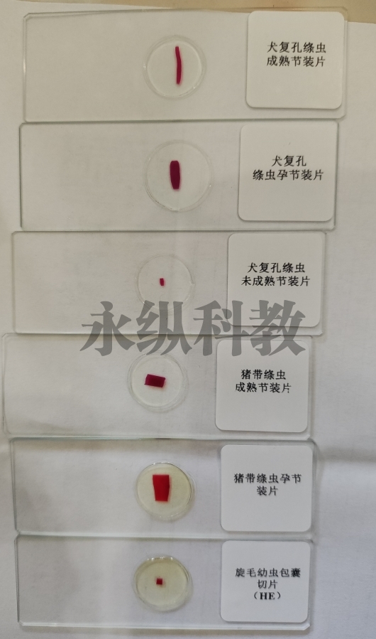 寄生虫切片