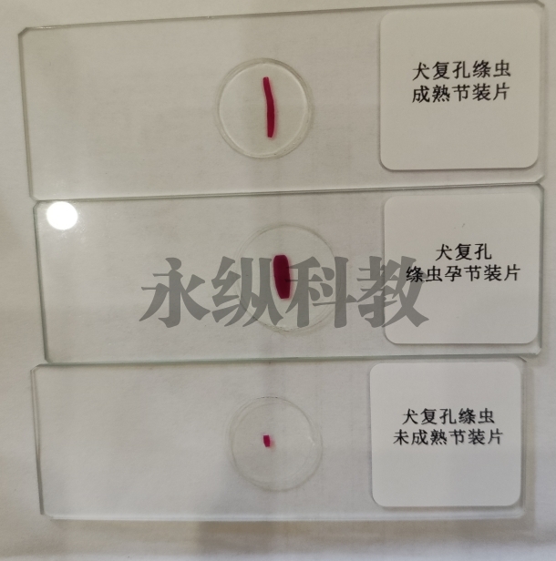 寄生虫切片