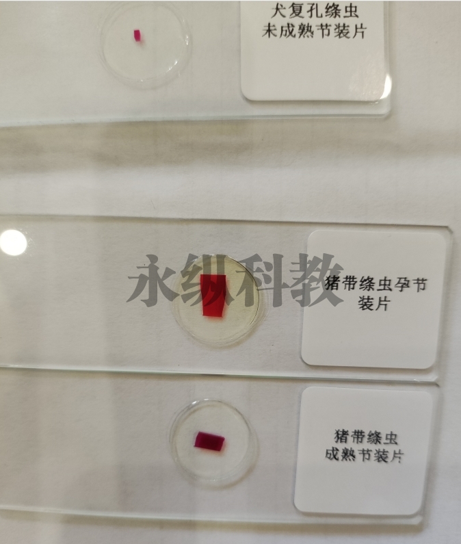 寄生虫切片