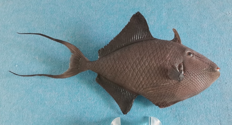 鱼类标本