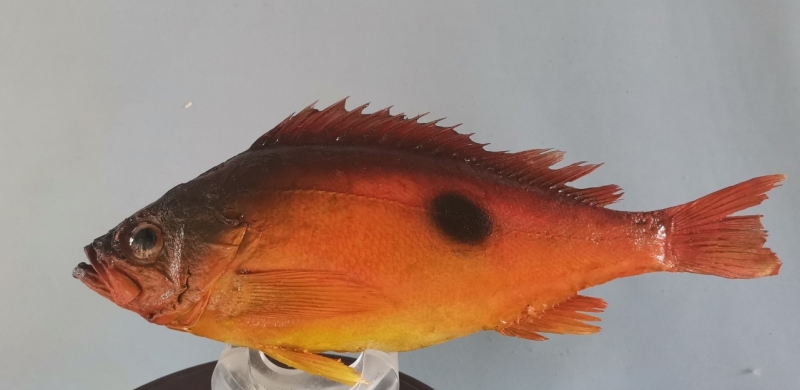 鱼类标本