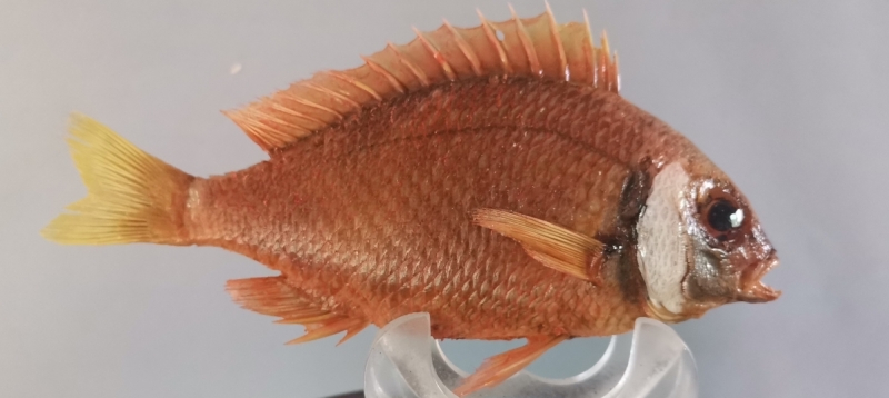 鱼类标本